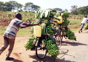 Suspected Matooke thief lynched in Mbale city!