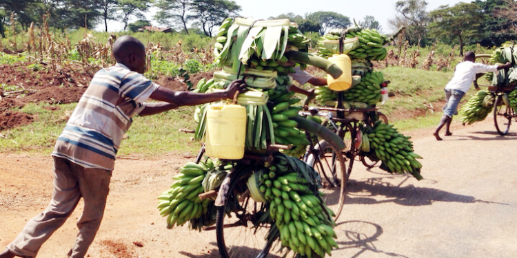 Suspected Matooke thief lynched in Mbale city!