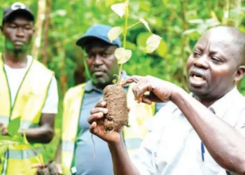 NFA Steps Up Campaign to save Namananga Forest through Tree Planting